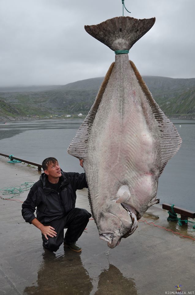 Saksalaisen kalastajan saalis - 233kg ruijanpallas