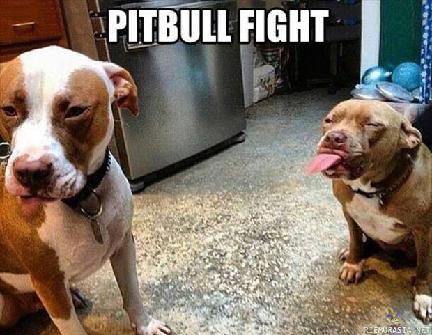 Pitbull fight