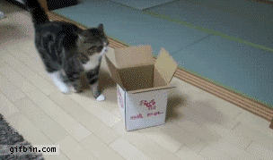 Kätevää Kiinalaista take-awayta - kissanliha paketoi itse itsensä