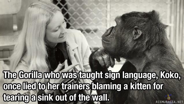 Koko the gorilla - Kissa sen teki..