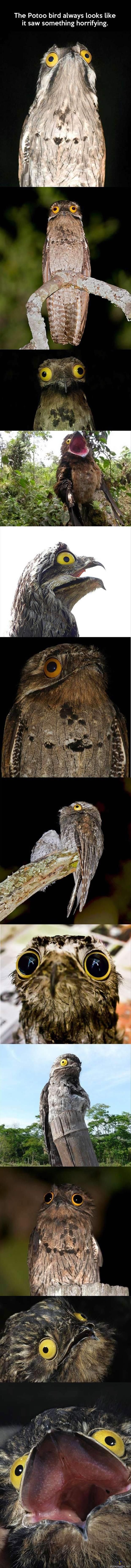 Potoo bird - Derpein lintu ikinä