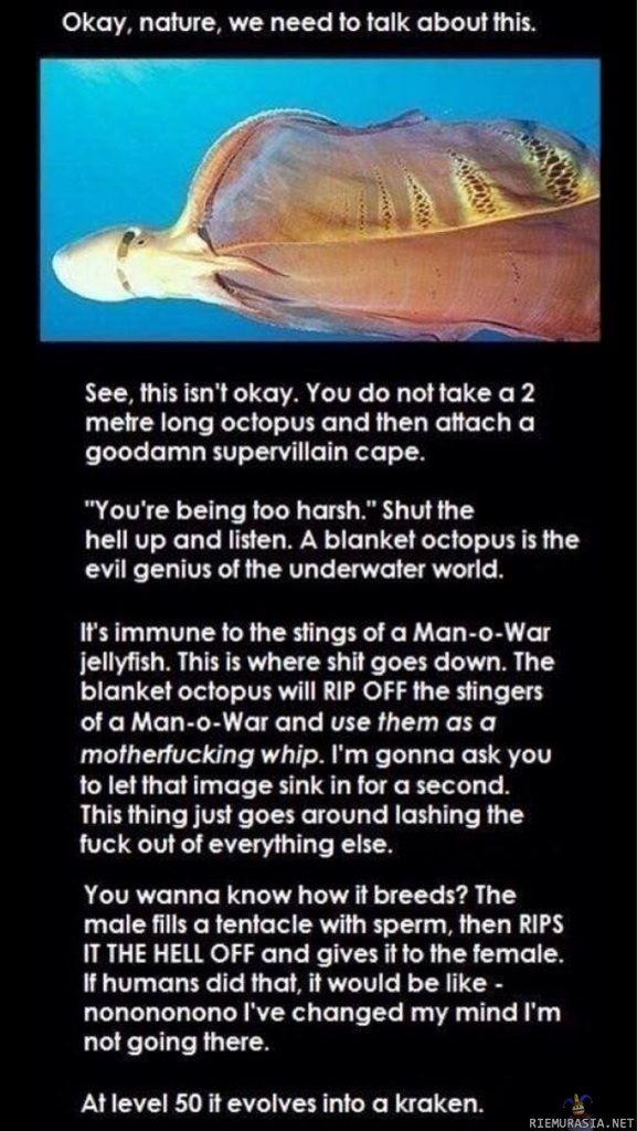 The blanket octopus