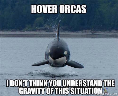Hover orcas - shit got real