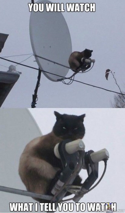 Kissa ja antenni
