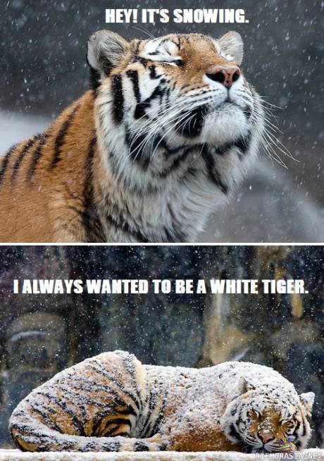 Tiikeri ja lumisade
