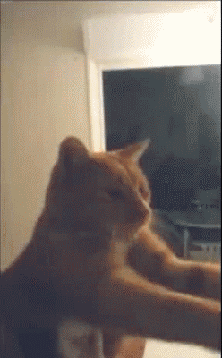 Kissan harjaaminen - Brushie brushie