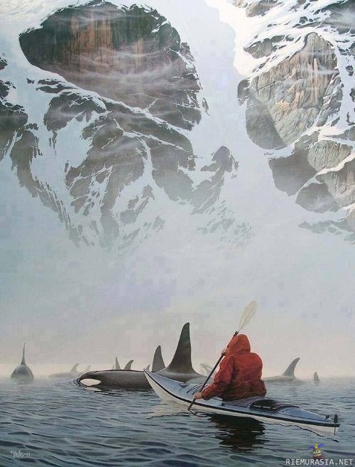 Melomista Alaskassa - Mikäs siellä on postikorttimaisemissa meloa kajakilla miekkavalaiden kanssa.