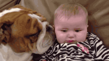 Vauvan koekuolaaminen - Bulldog testaa taaperon kuolankestävyyttä