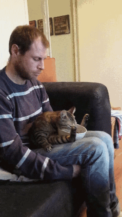 Kissa syö kulhosta - Tyylikkäästi sylissä istuen.