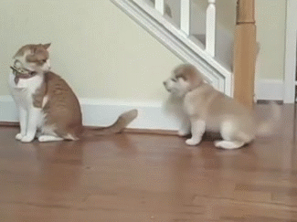 Koiranpentu ja kissa - Kissaa ei hirveästi kiinnosta alkaa leikkimään koiranpennun kanssa