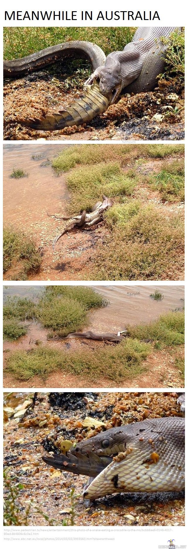 Sillävälin Australiassa - Käärme syö krokotiilia Australiassa, ihan perus arkipäivää saarivaltiossa