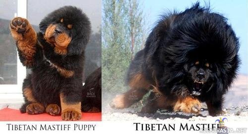 Tiibetin mastiffit - Antaa aikuisena turpaan vaikka susille