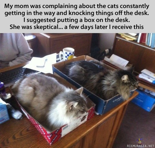 Kissat kuriin - Laatikoita pöydälle niin loppuu tavaroiden tiputtelu