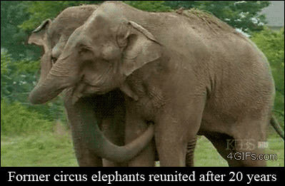 Sirkusnorsujen jälleennäkeminen - 20-vuotta toisistaan erossa olleet norsut pääsivät takaisin yhteen ja selkeästi on kamuilla ollut toisiaan ikävä