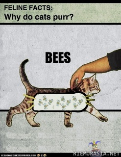 Miksi kissat kehräävät?