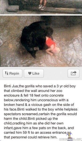 Gorilla pelasti lapsen - Lapsi putosi gorillan aitaukseen ja gorilla kantoi lapsen auttajien luokse