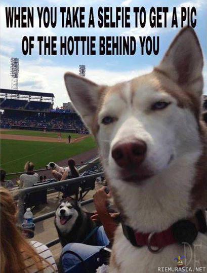 Koiran selfie