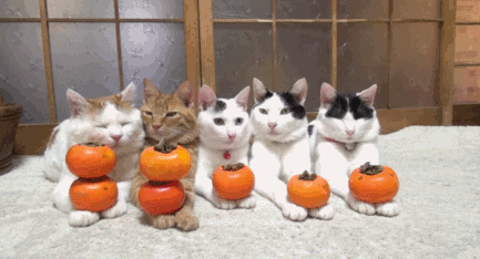 Kissan kapinahenki - Maailman chillein kissa ei jaksa nököttää mystisten oranssien hedelmien kanssa
