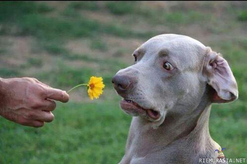 Hyväntuoksuinen kukkanen - koira ei arvosta