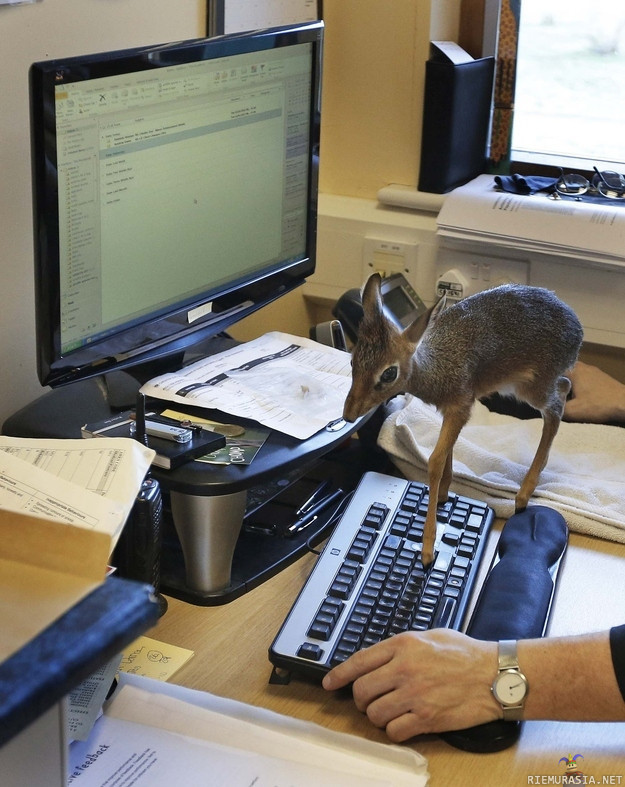 Bambi toimistossa