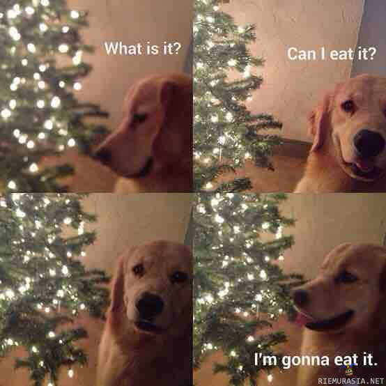 Koiran mietteet joulukuusesta