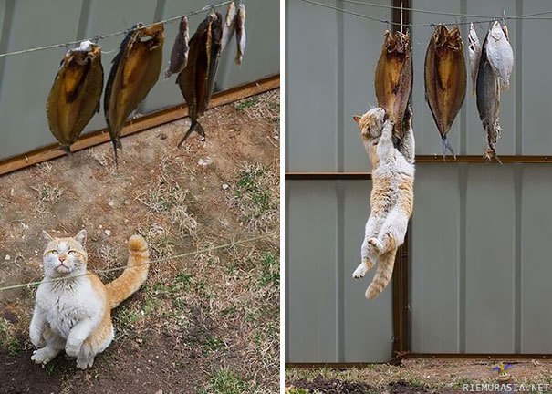 Kalojen kuivatusta - Kissa ei voi vastustaa kiusausta
