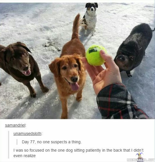 Kukaan ei epäile mitään - Koirille palloa