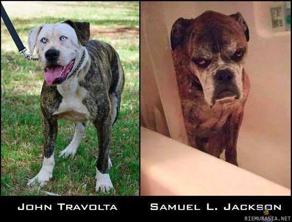 Pup fiction - Travoltan sekä Jacksonin koira kaksoisolennot