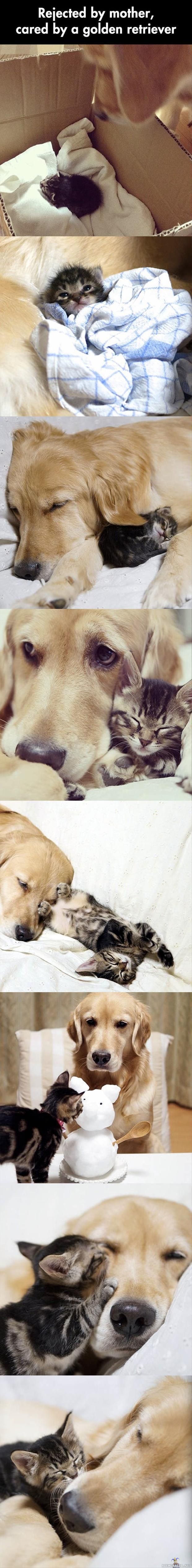 Kissanpennun uusi emo - Kultainen noutaja pitää pienestä kissanpennusta huolta