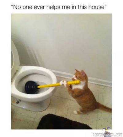 Aina saa kaiken tehdä itse - Kissa ei saa apua kotitöiden tekoon