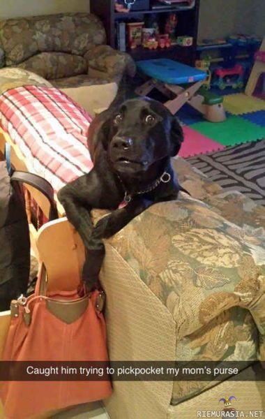Kiinni itse teossa - Koira jäi kiinni tonkiessaan laukkua