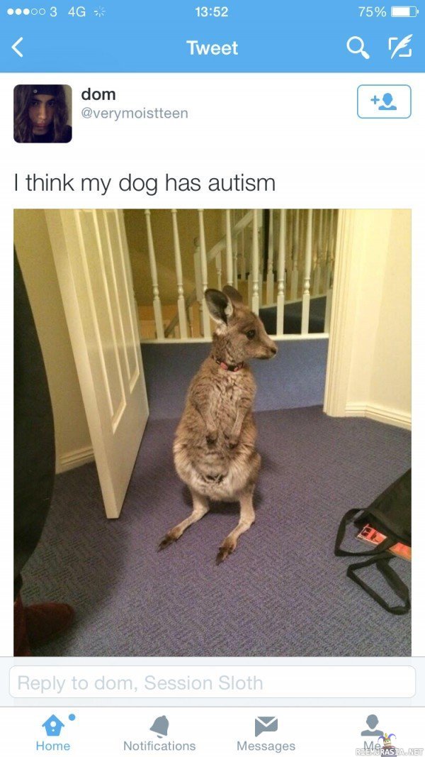 Koirallani taitaa olla autismi