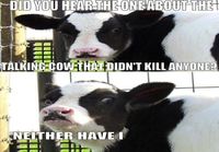 Talking cow