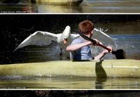 Swan from hell