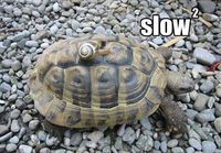 slow^2