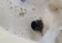 Koira kylvyssä