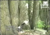Kissa ajaa karhun puuhun