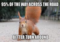 Squirrel logic