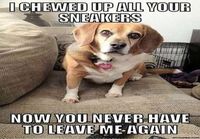 Overly attached dog