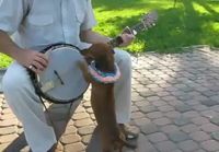 Koira soittaa banjoa