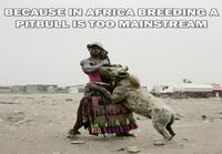 Pitbulls are too mainstream in Africa