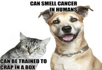Kissat vs. koirat