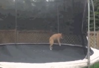 Koira trampoliinilla