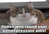 Kisse söi lääkkeet