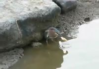 Lintu kalastaa leivän avulla