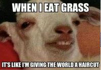 When I eat grass..