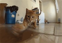Kissa jahtaa laseria