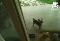Kissa avaa oven koiranpennuille
