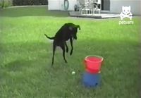 Koira leikkii pallonsyöttökoneella