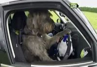 Koira ajaa autoa
